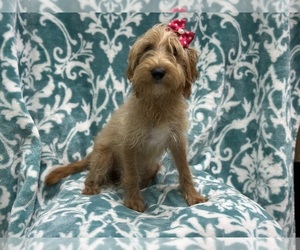 Miniature Labradoodle Puppy for sale in LAKELAND, FL, USA