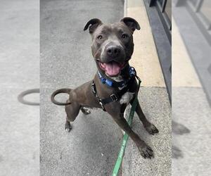 American Pit Bull Terrier Dogs for adoption in San Francisco, CA, USA