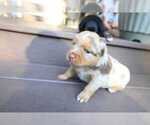 Small Photo #68 Miniature Australian Shepherd Puppy For Sale in DAWSON, GA, USA