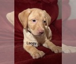 Small #7 Labrador Retriever