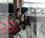 Small #5 Mutt