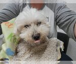 Small Photo #6 Maltese-Unknown Mix Puppy For Sale in Valrico, FL, USA