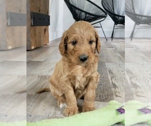 Goldendoodle-Poodle (Standard) Mix Puppy for sale in NARVON, PA, USA