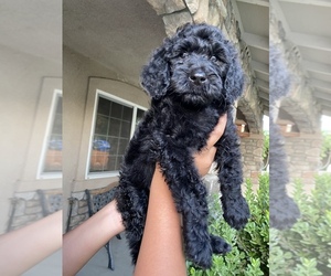 Double Doodle Puppy for sale in WASCO, CA, USA