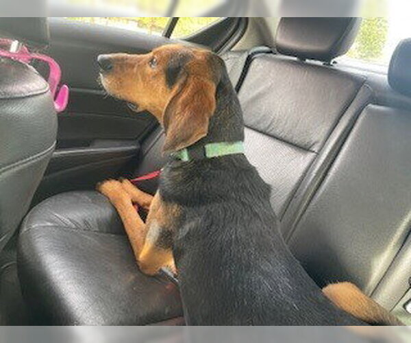 Medium Photo #4 Black and Tan Coonhound-Unknown Mix Puppy For Sale in Evansville, IN, USA