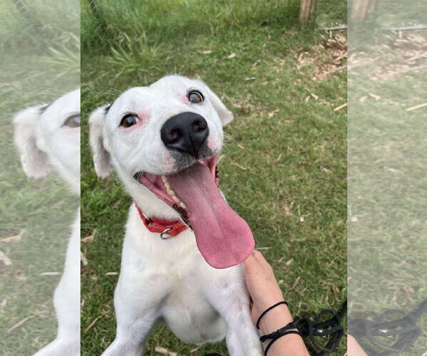 Medium Photo #3 English Setter-Labrador Retriever Mix Puppy For Sale in Rustburg, VA, USA