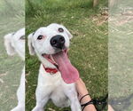 Small #2 English Setter-Labrador Retriever Mix