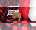 Small Photo #5 Labrador Retriever Puppy For Sale in NEENAH, WI, USA