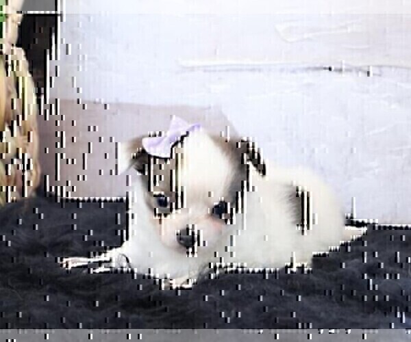 Medium Photo #10 Chihuahua Puppy For Sale in FORT LAUDERDALE, FL, USA