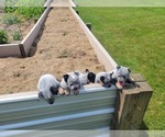 Small Photo #1 Australian Cattle Dog Puppy For Sale in SHIPSHEWANA, IN, USA