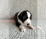 Small Photo #5 Australian Cattle Dog-Poodle (Standard) Mix Puppy For Sale in ROCK, WV, USA