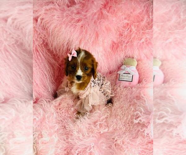 Medium Photo #2 Cavapoo (Toy) Puppy For Sale in MIAMI, FL, USA