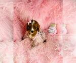Small #1 Cavapoo (Toy)