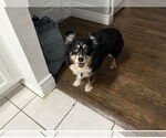 Small #3 Australian Shepherd