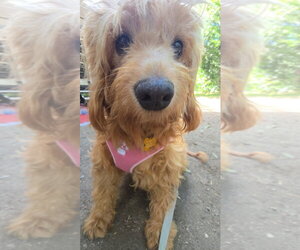 Kenna - Female Golden Retriever-Unknown Mix Dog for Adoption - Photo #6