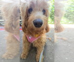 Small Photo #6 Golden Retriever-Unknown Mix Puppy For Sale in Brights Grove, Ontario, Canada