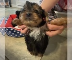 Small #5 Yorkshire Terrier
