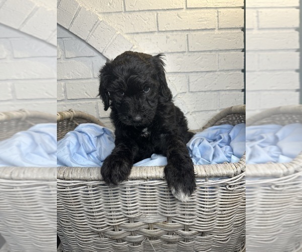 Medium Photo #34 Aussiedoodle Puppy For Sale in LA CRESCENT, MN, USA