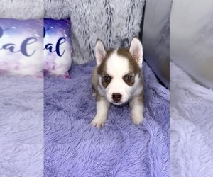 Siberian Husky Puppy for sale in SANDY HOOK, KY, USA