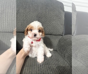 Cavapoo (Toy) Puppy for sale in JEFFERSONVILLE, IN, USA