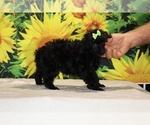 Melina - Female Poodle (Toy) Puppy for Sale - Photo #25