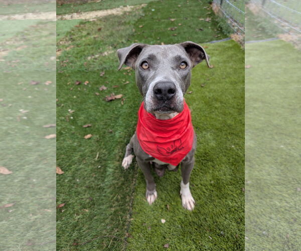 Medium Photo #1 American Pit Bull Terrier-Whippet Mix Puppy For Sale in Calhoun, GA, USA