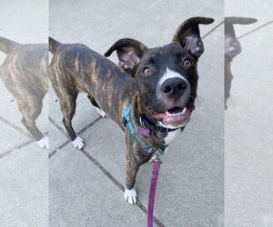 Cheerio - Female American Staffordshire Terrier-Boxer Mix Dog for Adoption - Photo #2