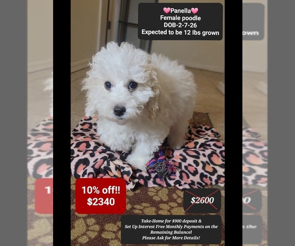 Medium Photo #1 Poodle (Miniature) Puppy For Sale in TUCSON, AZ, USA