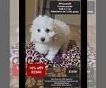 Small Poodle (Miniature)