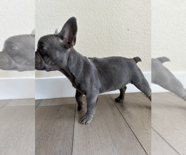 Medium Photo #1 French Bulldog Puppy For Sale in BAKERSFIELD, CA, USA