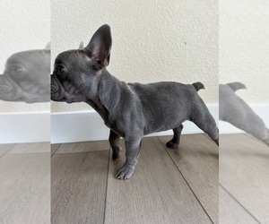 French Bulldog Puppy for sale in BAKERSFIELD, CA, USA