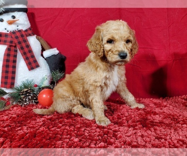 Medium Photo #5 Poodle (Standard) Puppy For Sale in COLORADO SPRINGS, CO, USA