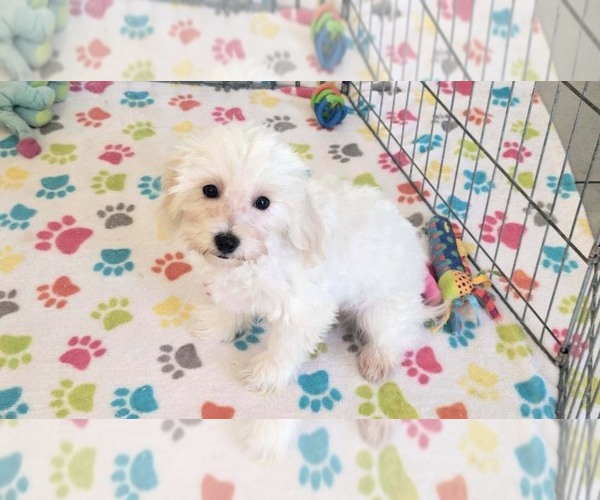 Medium Photo #13 Maltipoo (Toy) Puppy For Sale in ORO VALLEY, AZ, USA