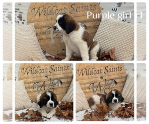 Saint Bernard Puppy for Sale in DELPHI, Indiana USA