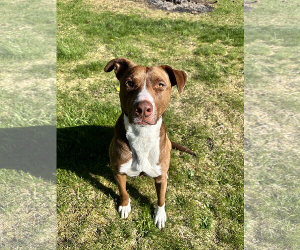Medium Photo #4 Lab-Pointer Puppy For Sale in Polson, MT, USA