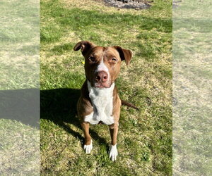Abby Lee Miller - Female Lab-Pointer Dog for Adoption - Photo #4