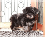 Small #2 YorkiePoo