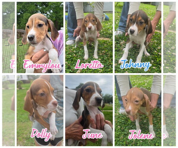 Medium Photo #1 Treeing Walker Coonhound-Unknown Mix Puppy For Sale in Blacksburg, SC, USA