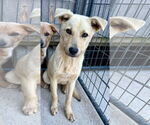 Small #5 Labrador Retriever Mix