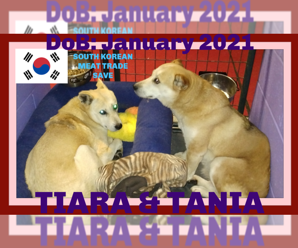 Medium Photo #15 Mutt Puppy For Sale in Sebec, ME, USA