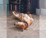 Small #5 Labrador Retriever Mix
