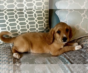 Dogue de Bordeaux Puppy for sale in PENSACOLA, FL, USA