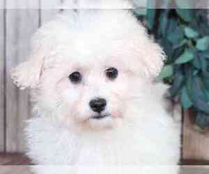 Bichon Frise Puppy for sale in MOUNT VERNON, OH, USA