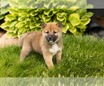 Small Photo #29 Shiba Inu Puppy For Sale in MILLERSBURG, IN, USA