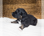 Small Photo #6 Australian Shepherd Puppy For Sale in UNIONVILLE, IA, USA