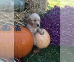 Small Photo #14 Golden Retriever Puppy For Sale in LODI, NY, USA