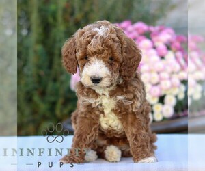 Goldendoodle (Miniature) Puppy for sale in EAST EARL, PA, USA