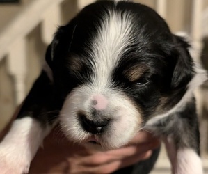 Australian Shepherd Puppy for sale in GUTHRIE CENTER, IA, USA
