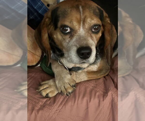 Medium Photo #1 Beagle Puppy For Sale in Fairfax, VA, USA