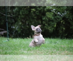 Small Photo #58 French Bulldog Puppy For Sale in TACOMA, WA, USA